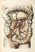 Intestinal vascular anatomy, 1866 illustration