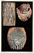 Mouth lymph vessel anatomy, 1866 illustration