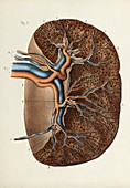 Spleen anatomy, 1866 illustration