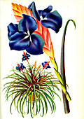 Tillandsia lindenii, 19th century