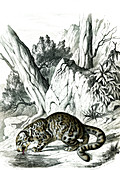 Snow leopard, 19th century