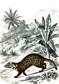 Large Indian civet, 19th century