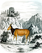 South African antelope, 19th century