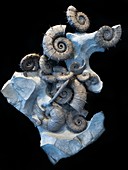 Ammonites and belemnites