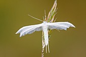 White Plume Moth