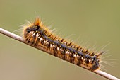 Drinker Moth caterpillar