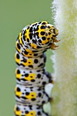 Mullein Moth caterpillar