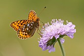 Dark Green Fritillary