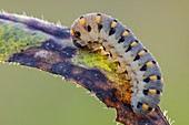 Sawfly larva