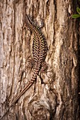 Common Wall Lizard