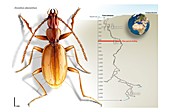 Duvalius abyssimus cave beetle discovery, illustration