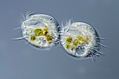 Euplotes sp. ciliates, light micrograph