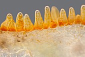 Zinnia petal section, light micrograph