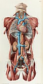 Torso blood vessels, 1866 illustration