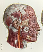 Head arteries, 1866 illustration