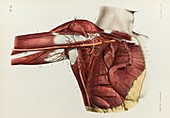 Armpit arteries, 1866 illustration