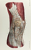 Superficial knee arteries, 1866 illustration