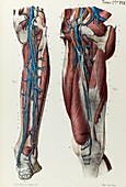 Leg lymphatic and blood vessels, 1866 illustration