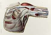 Armpit facsia, 1866 illustration