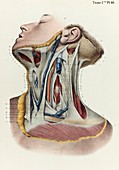 Neck fascia, 1866 illustration