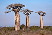 Adansonia Za trees in western Madagascar