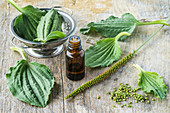 Essential oil of greater plantain