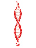 DNA molecule, illustration