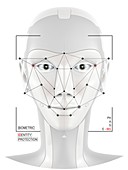 Facial identification, conceptual illustration