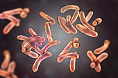 Cholera bacteria, illustration