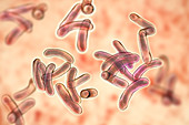 Cholera bacteria, illustration