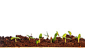 Plant seedlings