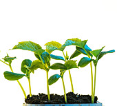 Plant seedlings