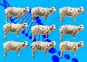 Sheep cloning, illustration