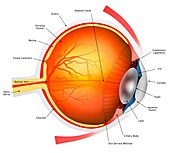 Human eye, illustration