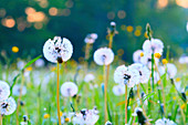 Dandelion seedheads