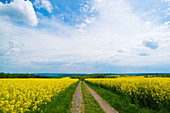 Rapeseed fields