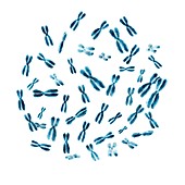 Set of human chromosomes, illustration