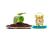 Plant and alarm clock