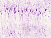 Pyramidal neurons in the cerebral cortex, illustration