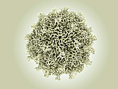 Coxsackievirus virus particle, illustration