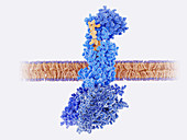 Calcitonin peptide bound to its receptor, illustration