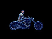 Illustration of a biker's brain