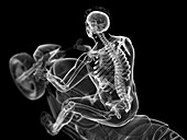 Illustration of a biker's skeleton