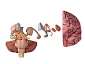 Illustration of the brain anatomy
