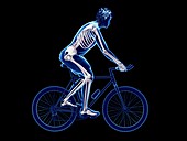 Illustration of a cyclist's skeleton