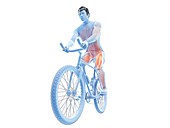 Illustration of a cyclist's muscles