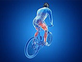 Illustration of a cyclist's muscles