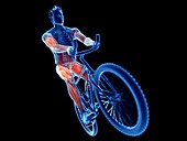 Illustration of a cyclist's muscles