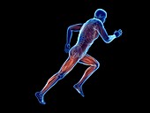Illustration of a jogger's muscles