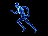 Illustration of a jogger's skeleton